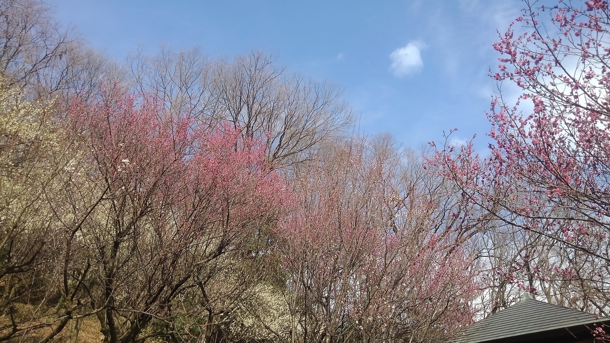 f:id:createman:20200223082248j:plain