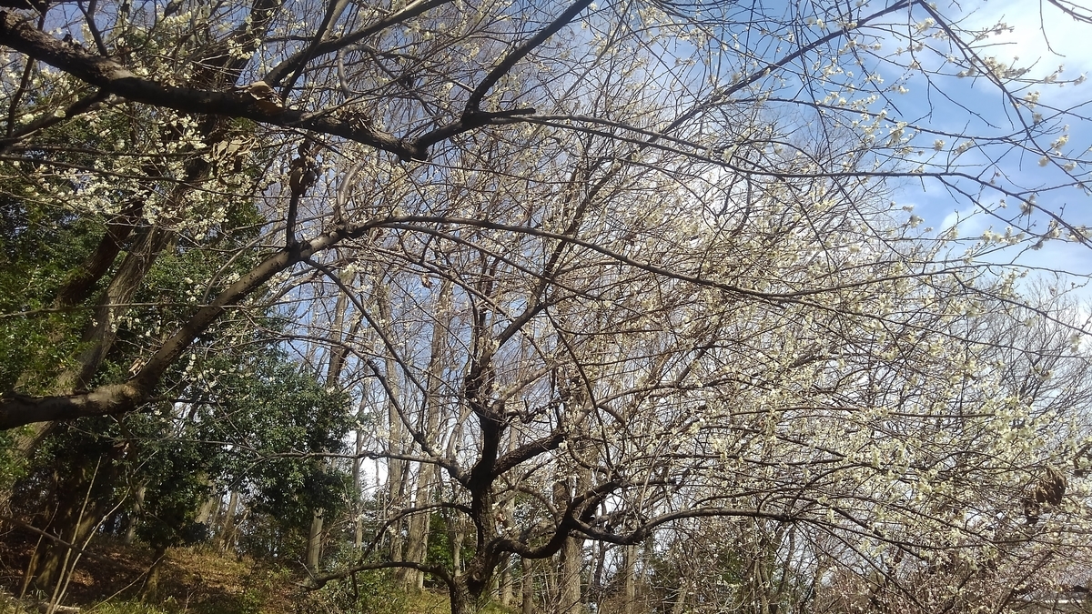 f:id:createman:20200223082946j:plain