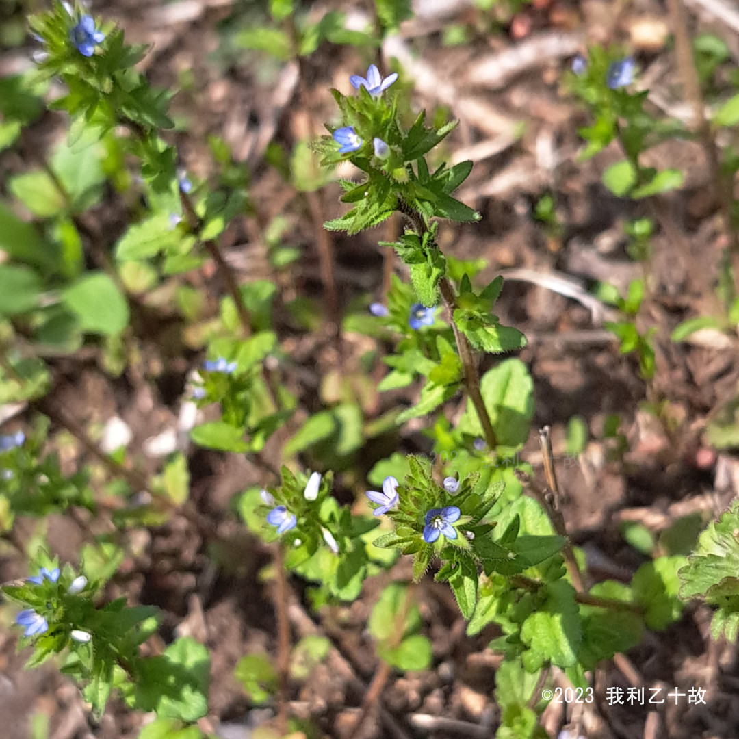 タチイヌノフグリ♡苗 タチイヌノフグリ Veronica arvensis - いきもの図鑑（仮称）