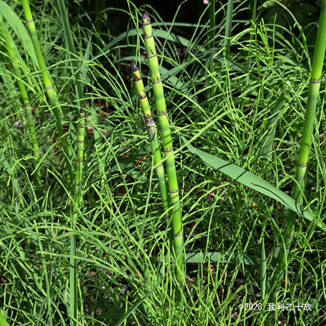 トクサ Equisetum hyemale - いきもの図鑑(仮称)