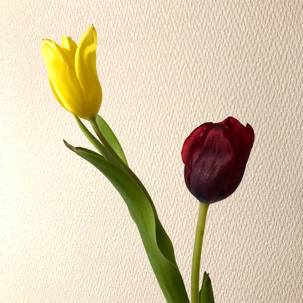 チューリップとは 動植物の人気 最新記事を集めました はてな チューリップとは 動植物の人気 最新記事を集めました はてな