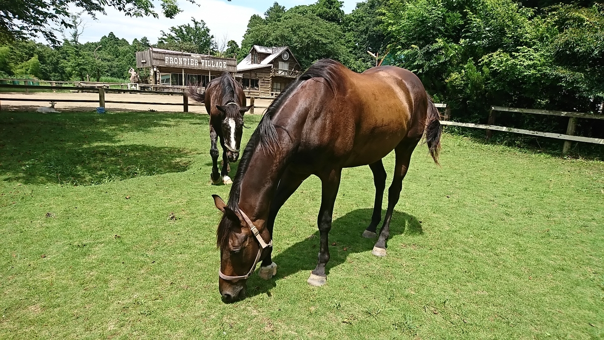 日、週、月、年ごとの馬とポニーの世話