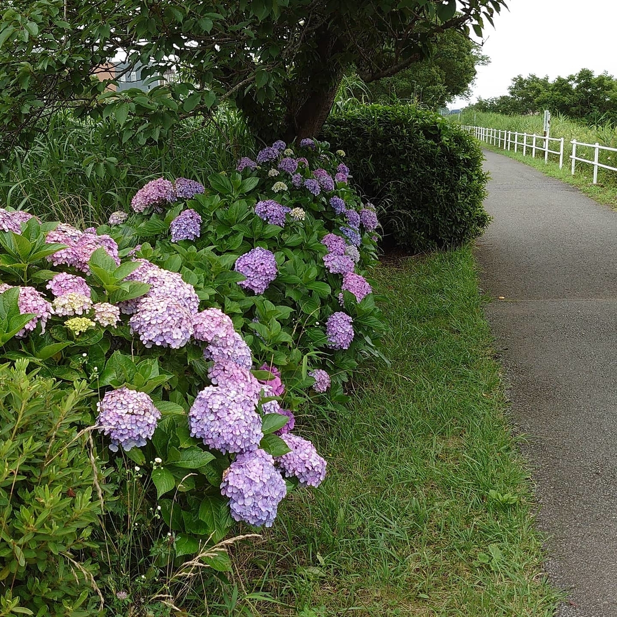 f:id:crescendo-bulk78:20200628175232j:plain