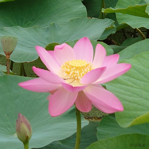 f:id:crescendo-bulk78:20200628175247j:plain f:id:crescendo-bulk78:20200628175247j:plain