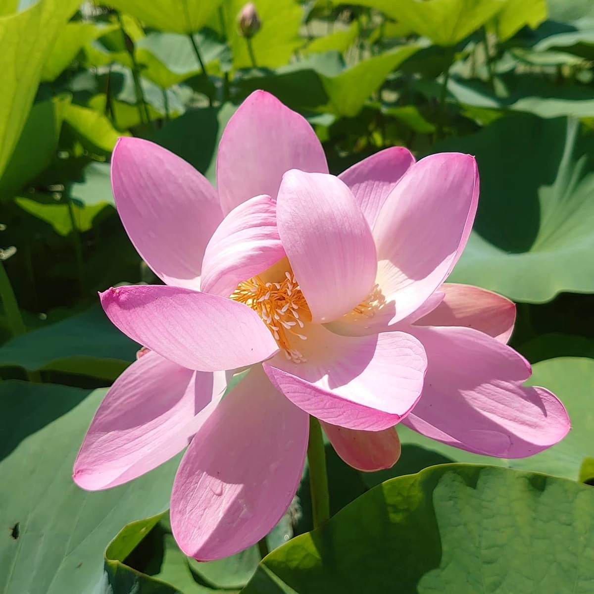 f:id:crescendo-bulk78:20200628175255j:plain f:id:crescendo-bulk78:20200628175255j:plain