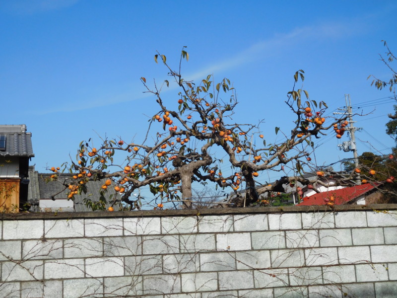 f:id:cresent615:20161113123226j:plain