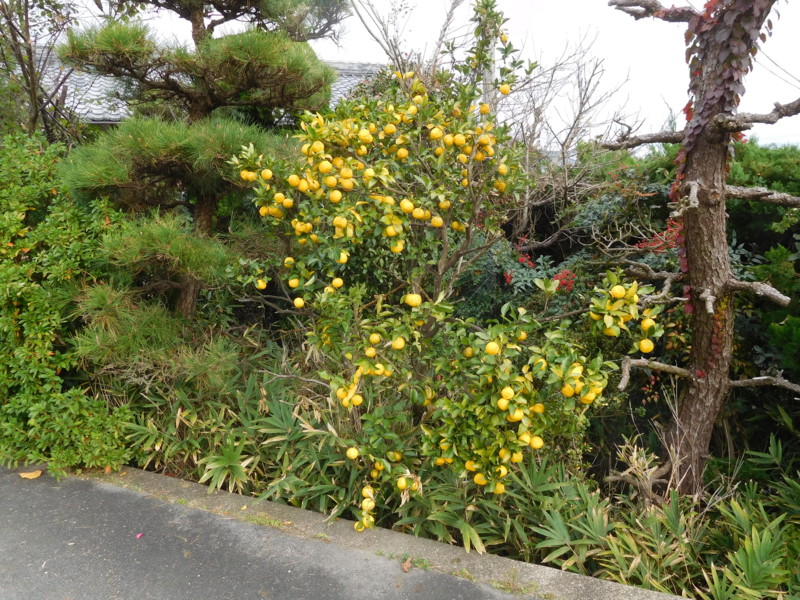 f:id:cresent615:20161123094655j:plain