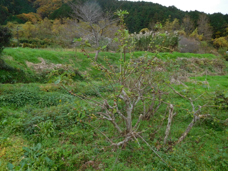 f:id:cresent615:20161123100600j:plain