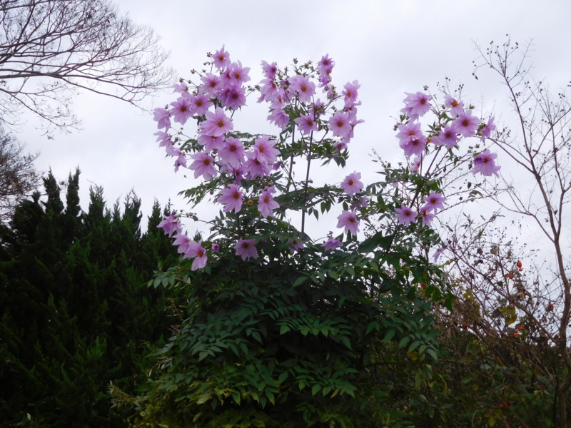 f:id:cresent615:20161123100809j:plain