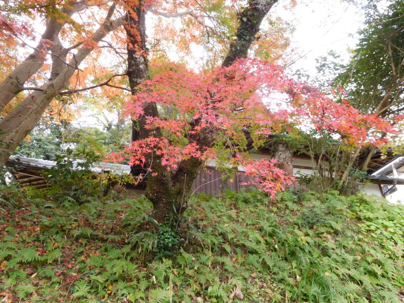 f:id:cresent615:20161123111304j:plain