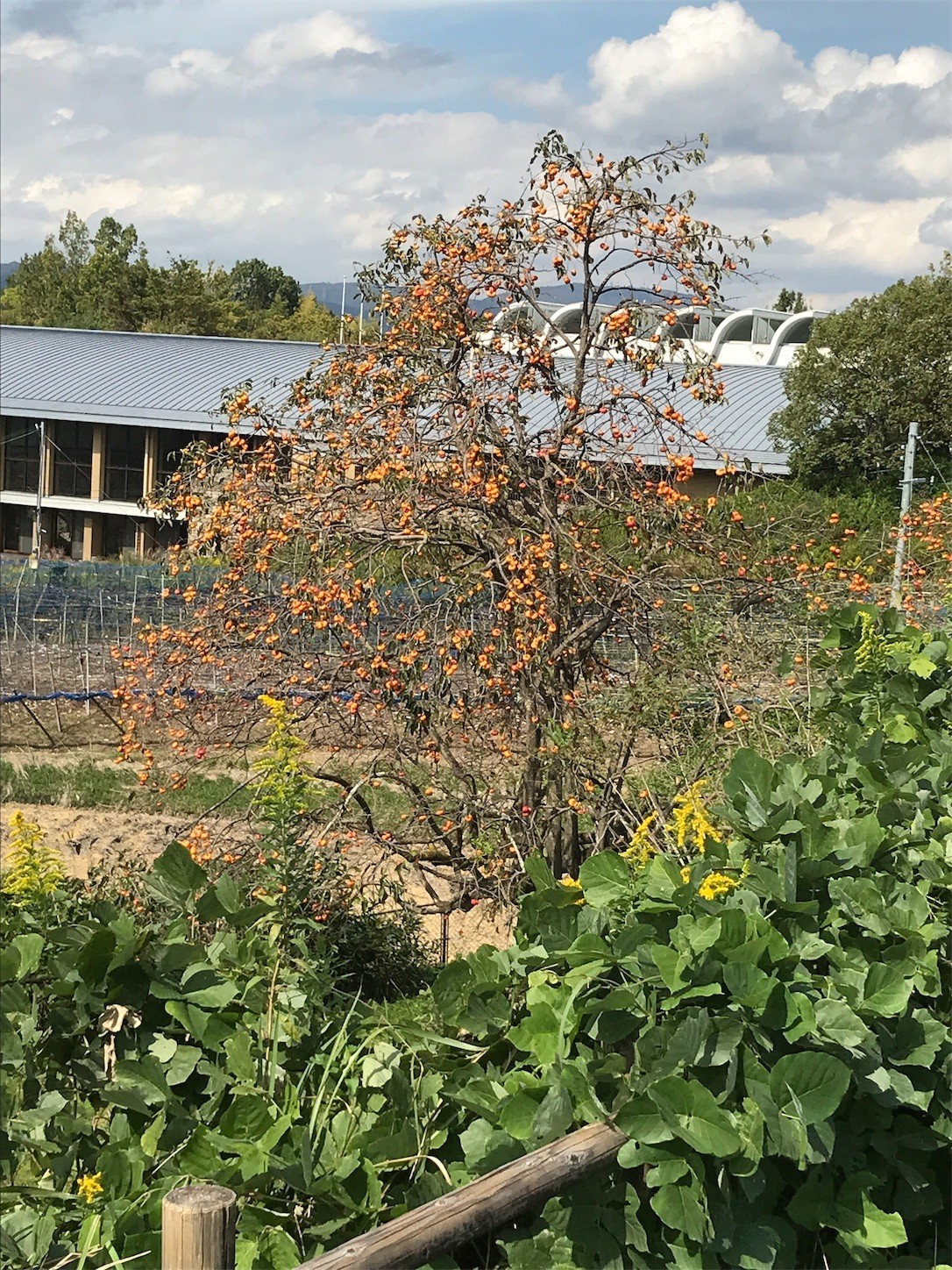 f:id:cresent615:20181014120714j:plain f:id:cresent615:20181014120714j:plain