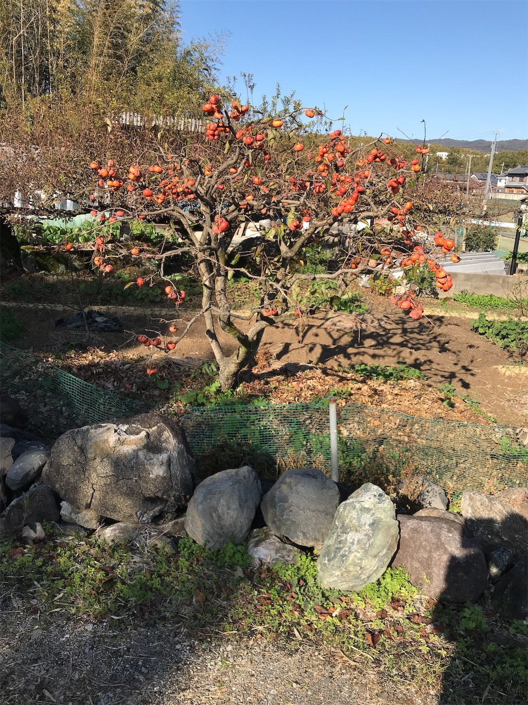 f:id:cresent615:20181110135730j:plain f:id:cresent615:20181110135730j:plain