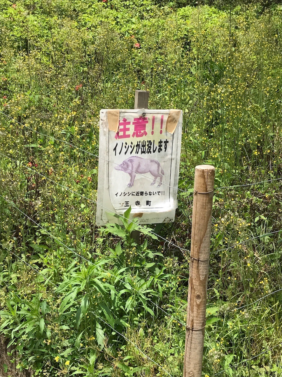 f:id:cresent615:20190503115704j:plain