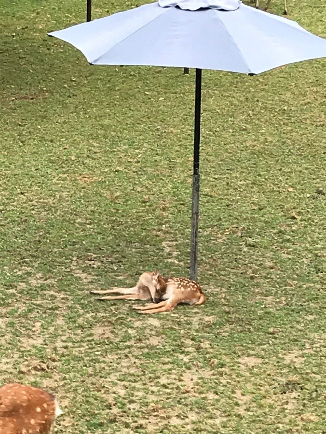 f:id:cresent615:20190604132213j:plain