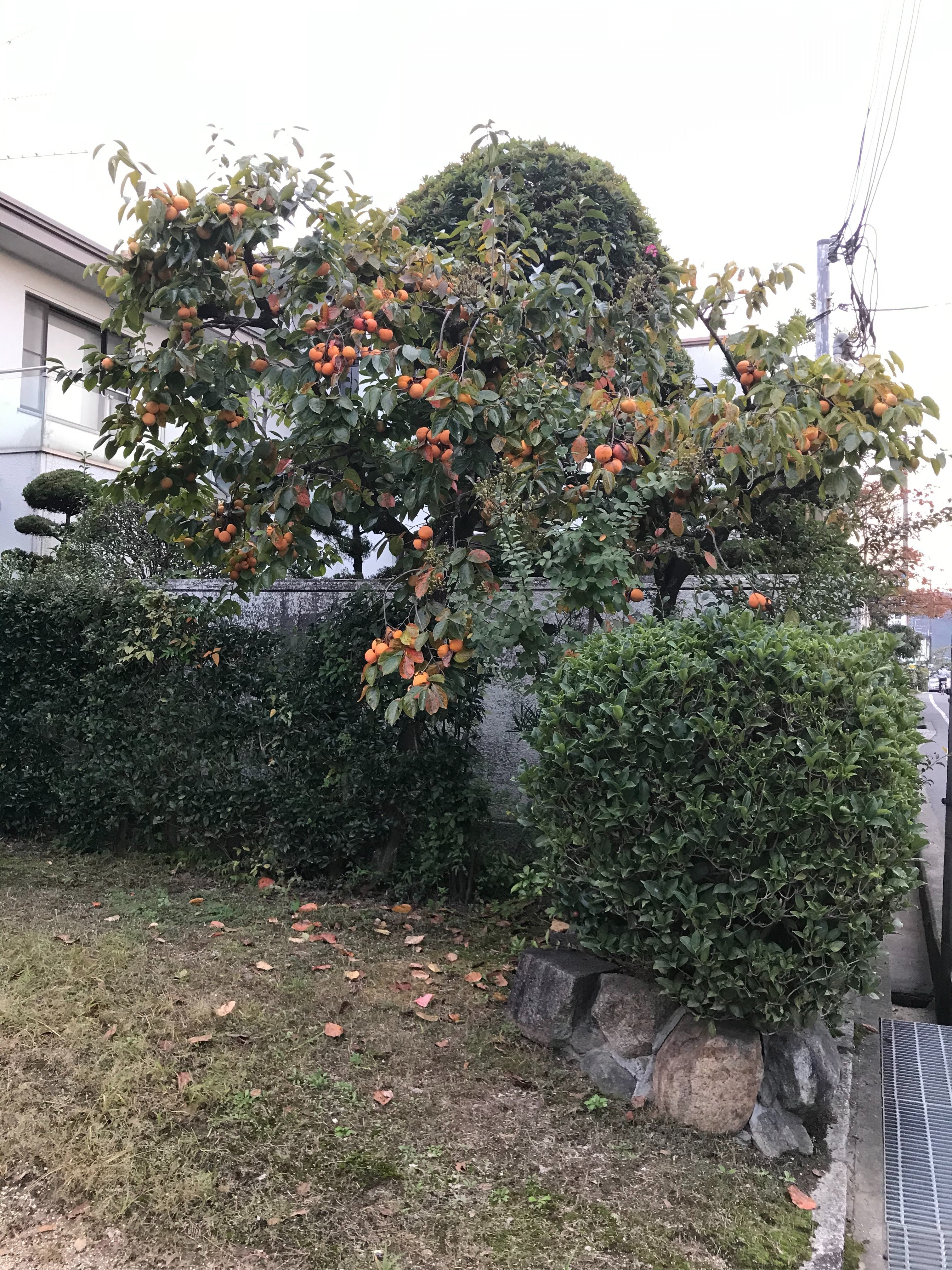 f:id:cresent615:20191105135723j:plain f:id:cresent615:20191105135723j:plain