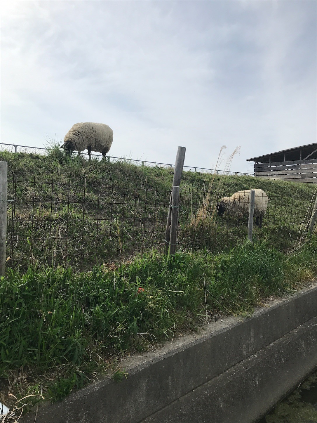 f:id:cresent615:20200505152555j:plain f:id:cresent615:20200505152555j:plain