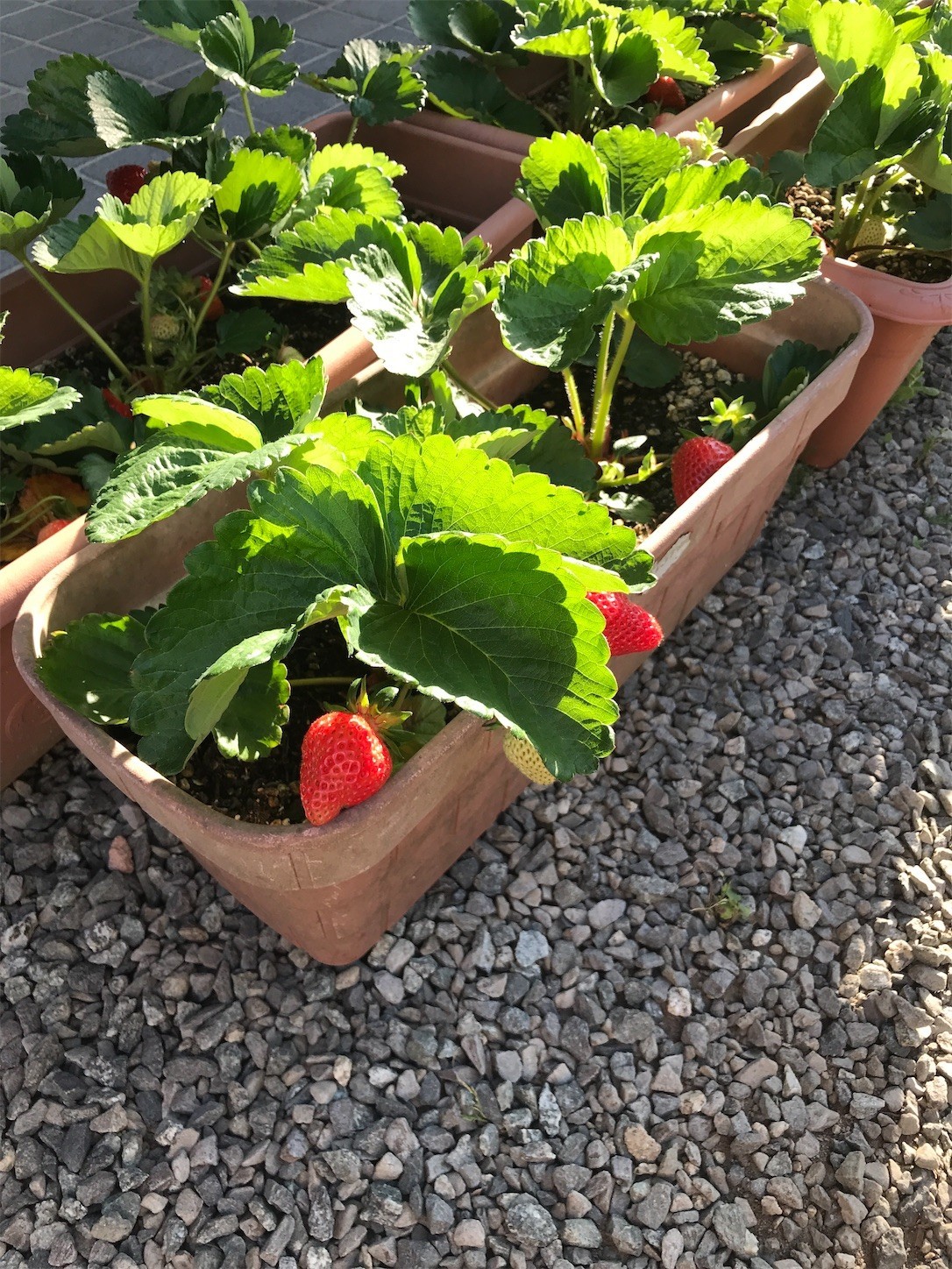 f:id:cresent615:20200507064832j:plain f:id:cresent615:20200507064832j:plain