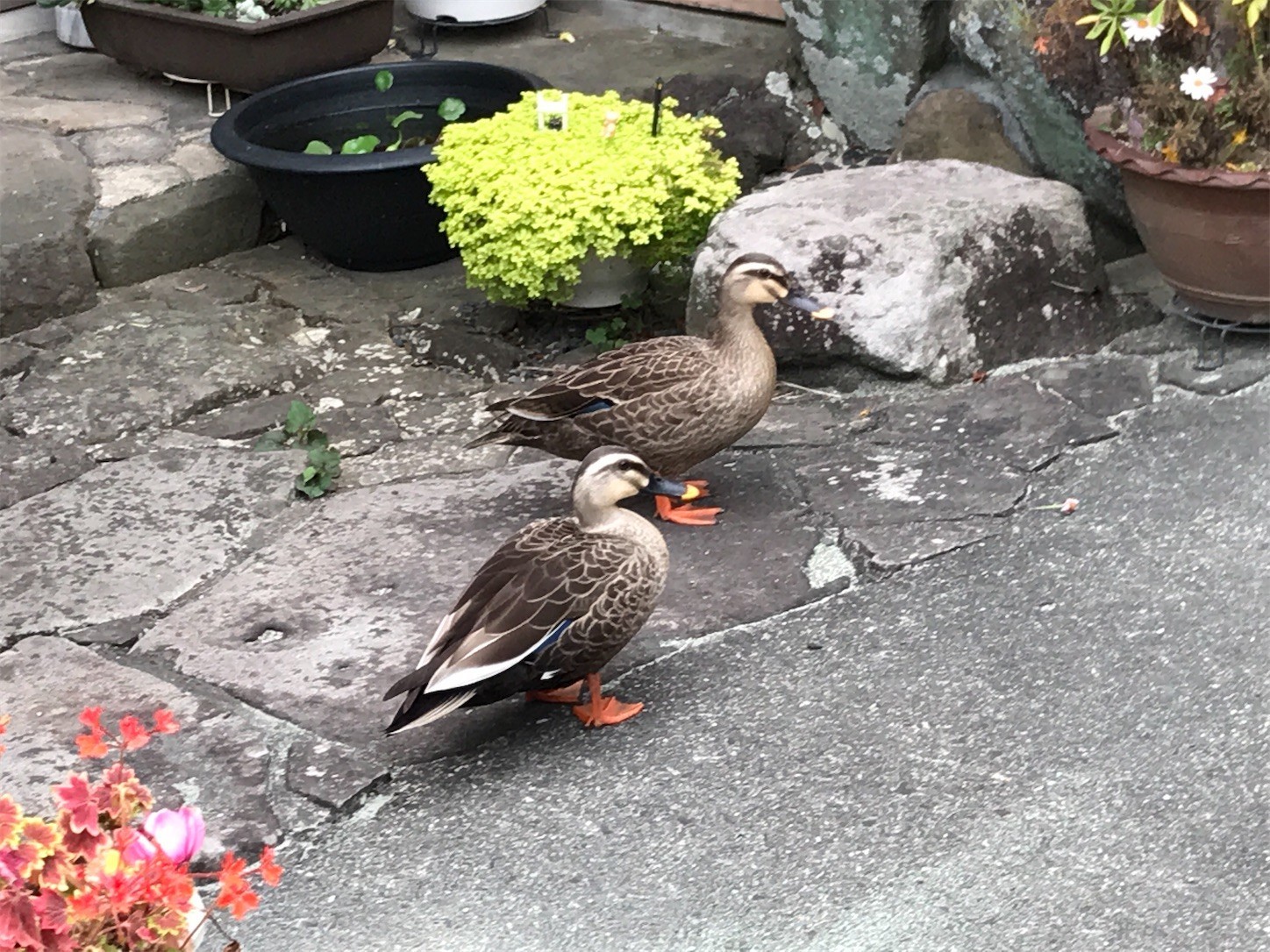 f:id:cresent615:20200512162959j:plain f:id:cresent615:20200512162959j:plain