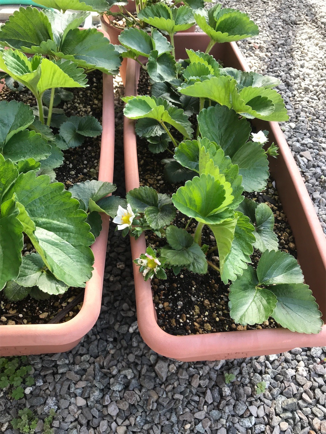 f:id:cresent615:20210331082548j:plain