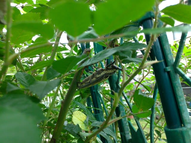 栽培メモ：ケールのネット掛けとバラのにっくき奴ほか - croche's vege-garden