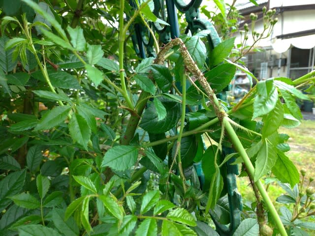 栽培メモ：ケールのネット掛けとバラのにっくき奴ほか - croche's vege-garden