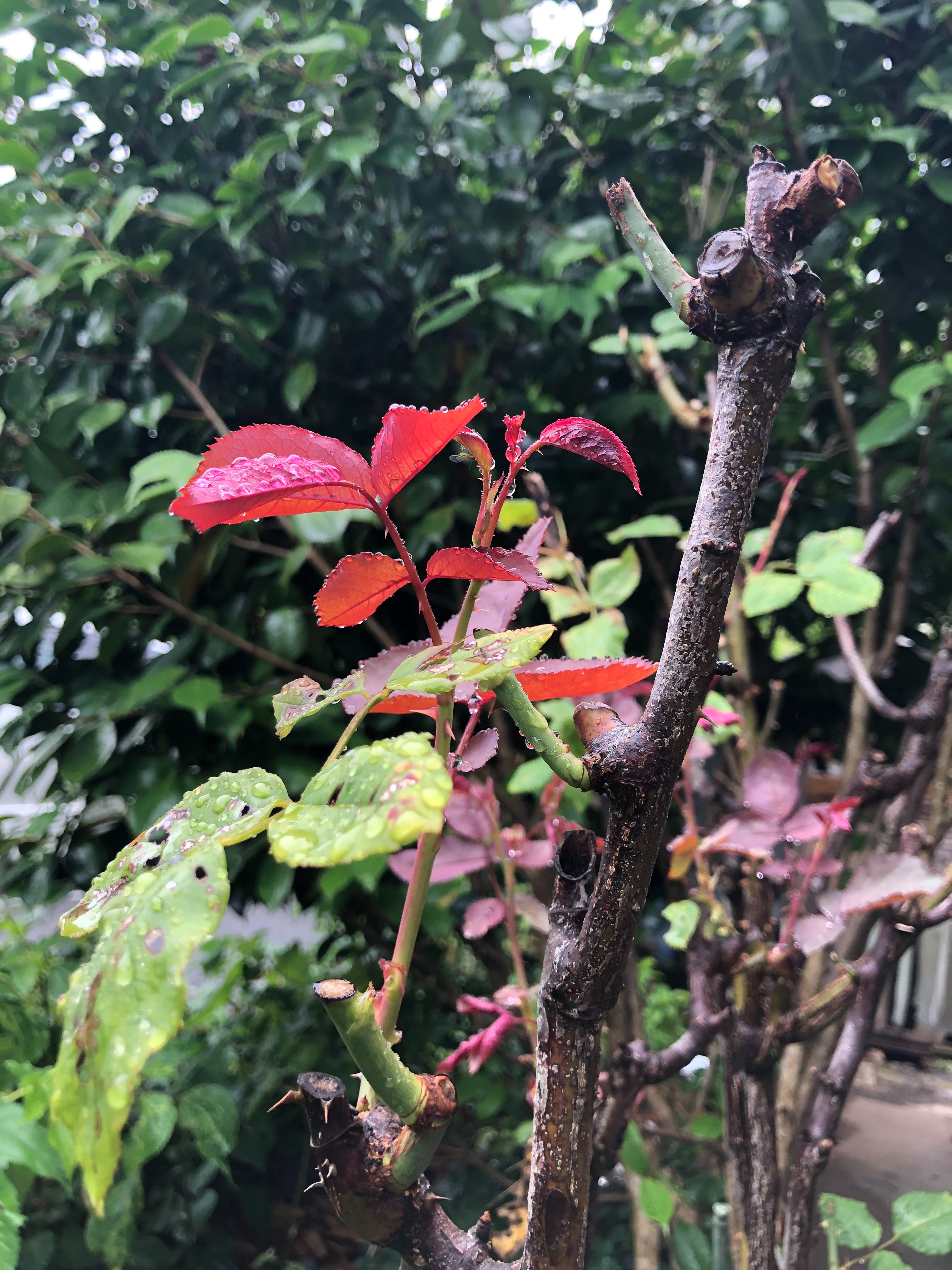 f:id:crockett:20190624062541j:image f:id:crockett:20190624062541j:image