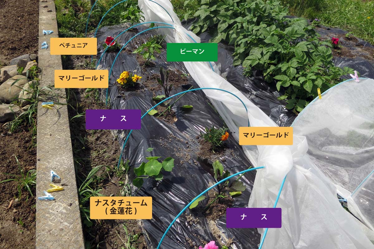 夏野菜とコンパニオンプランツ 家庭菜園1年生のsdgsな有機 無農薬栽培チャレンジ記録