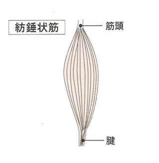 トレーニング理論 紡錘状筋 波状筋 クロスジャム Lab