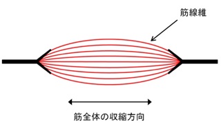 トレーニング理論 紡錘状筋 波状筋 クロスジャム Lab