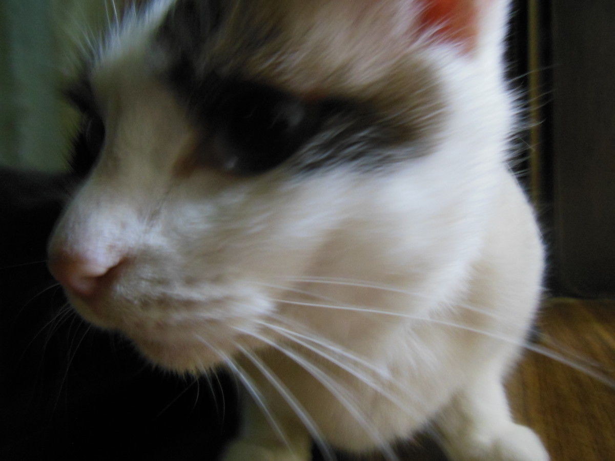 f:id:crosstalk:20190819193950j:plain:w500