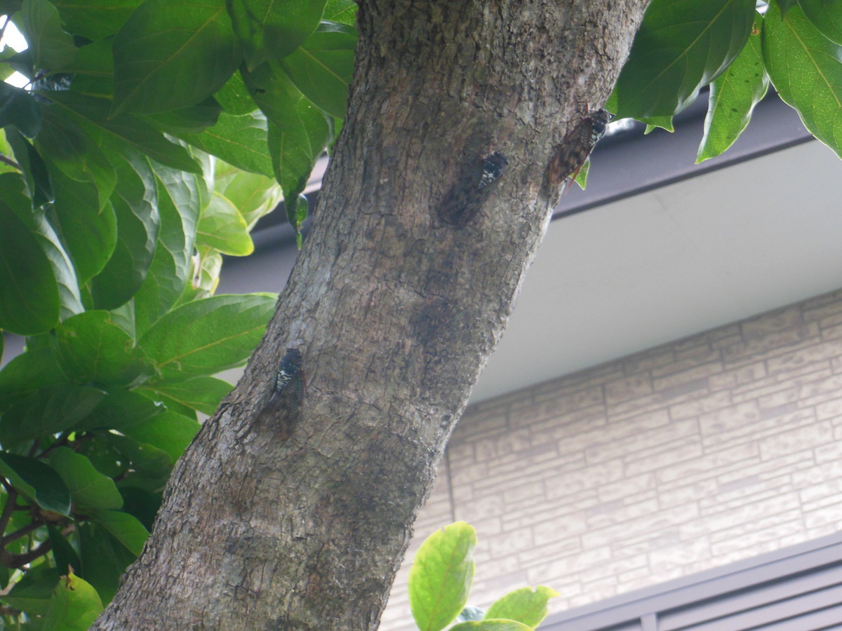 f:id:crosstalk:20190820153217j:plain:w500