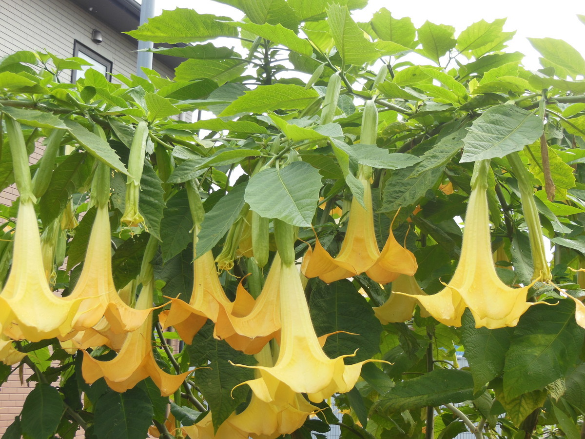 ダチュラ 花 言葉 ダチュラ 花 言葉