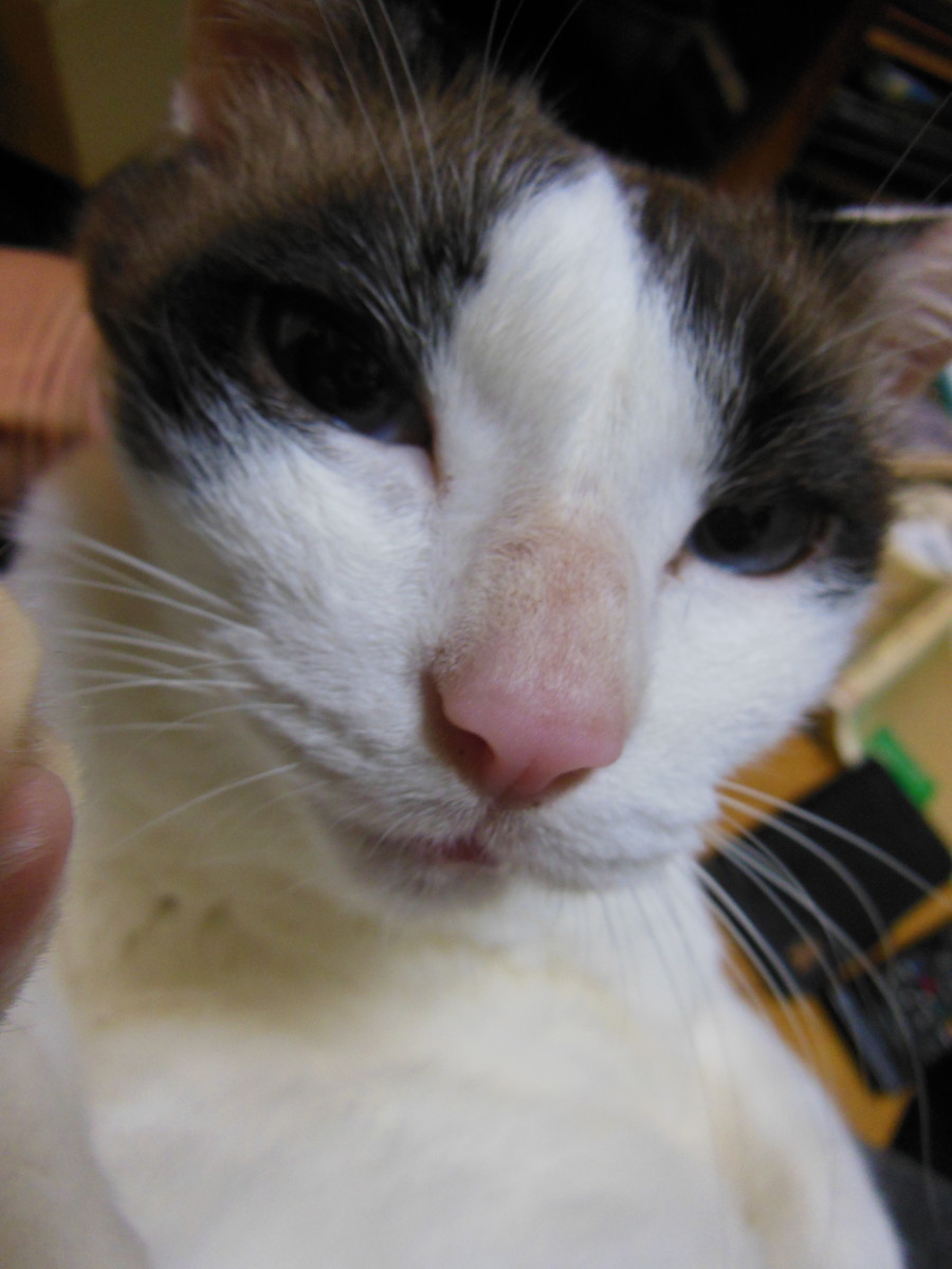 f:id:crosstalk:20201107190131j:plain:w350
