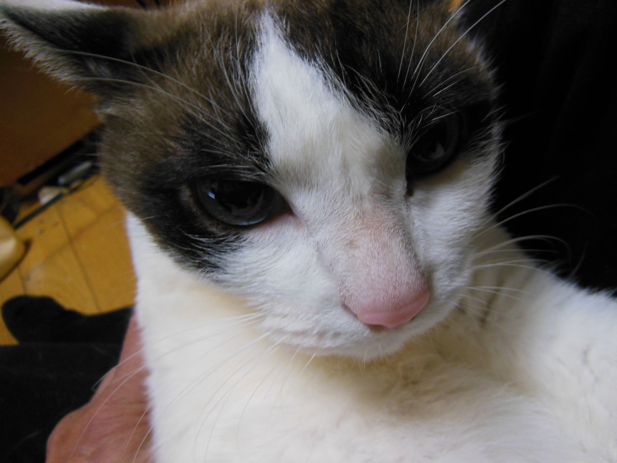 f:id:crosstalk:20201124190627j:plain:w500