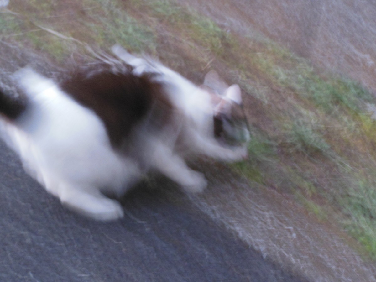 f:id:crosstalk:20210210172642j:plain:w500