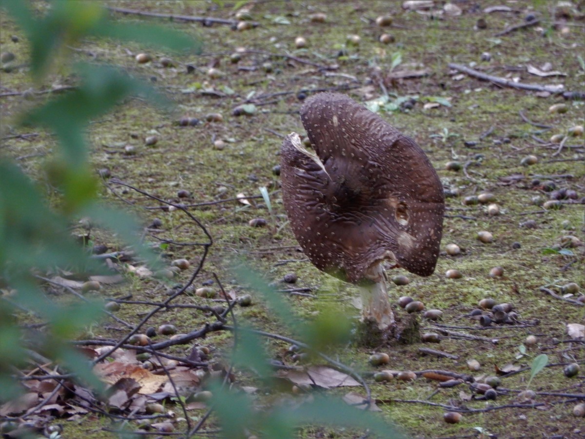 f:id:crosstalk:20211025130131j:plain:w500