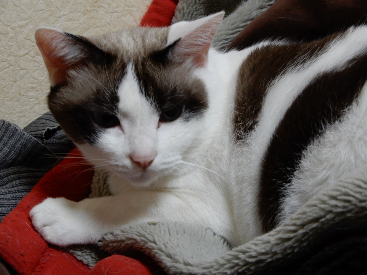 f:id:crosstalk:20211026165422j:plain:w500