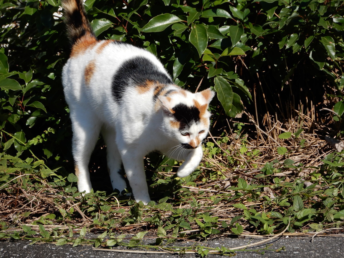 f:id:crosstalk:20211028125201j:plain:w500