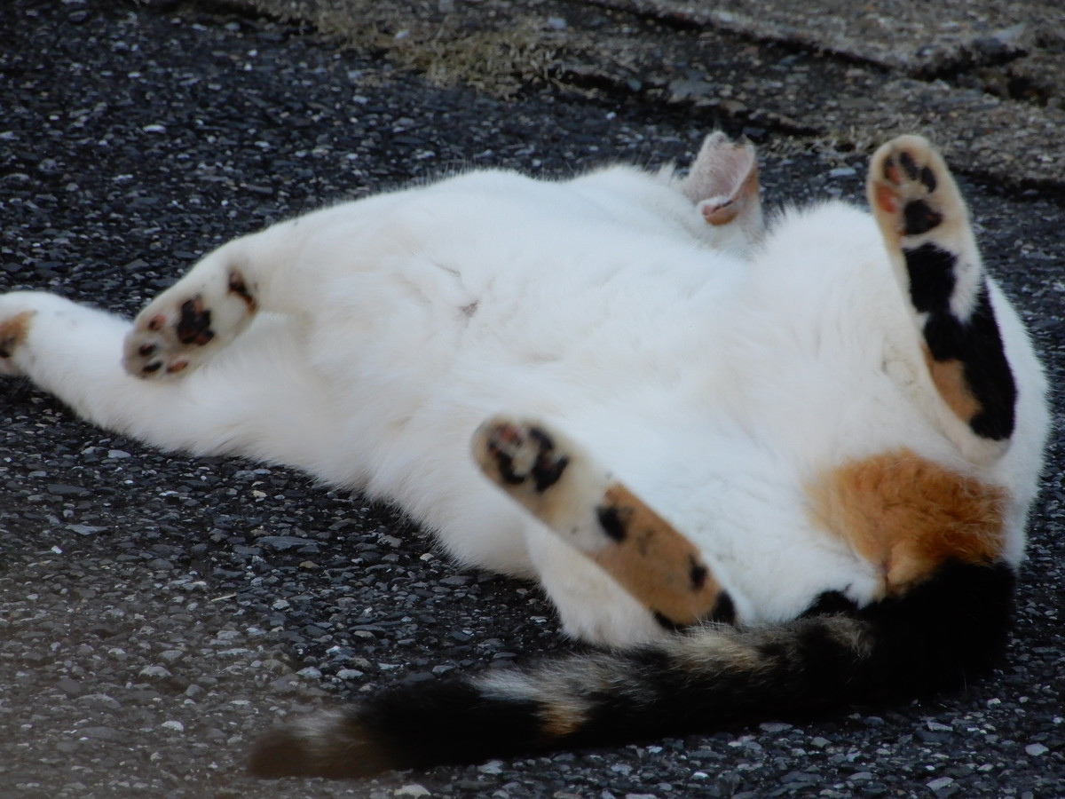 f:id:crosstalk:20211028125237j:plain:w500