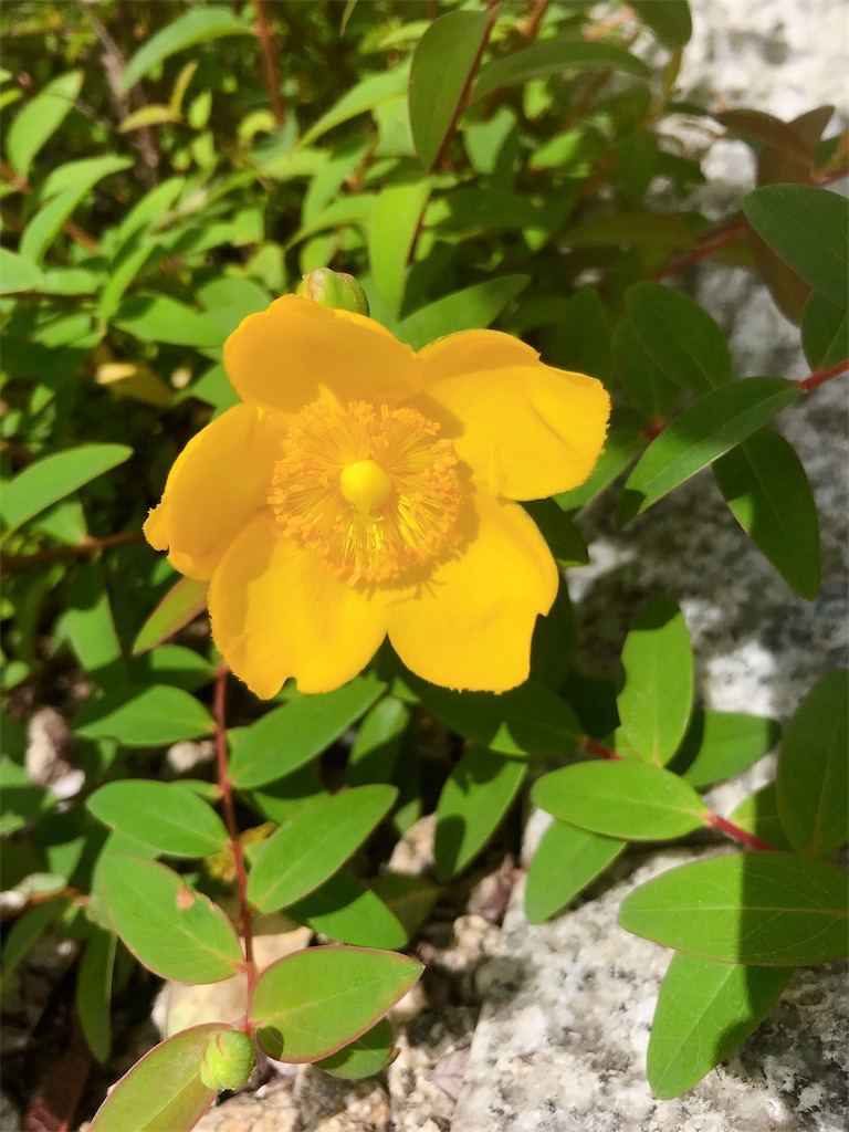 f:id:crow1213:20200520113357j:image f:id:crow1213:20200520113357j:image