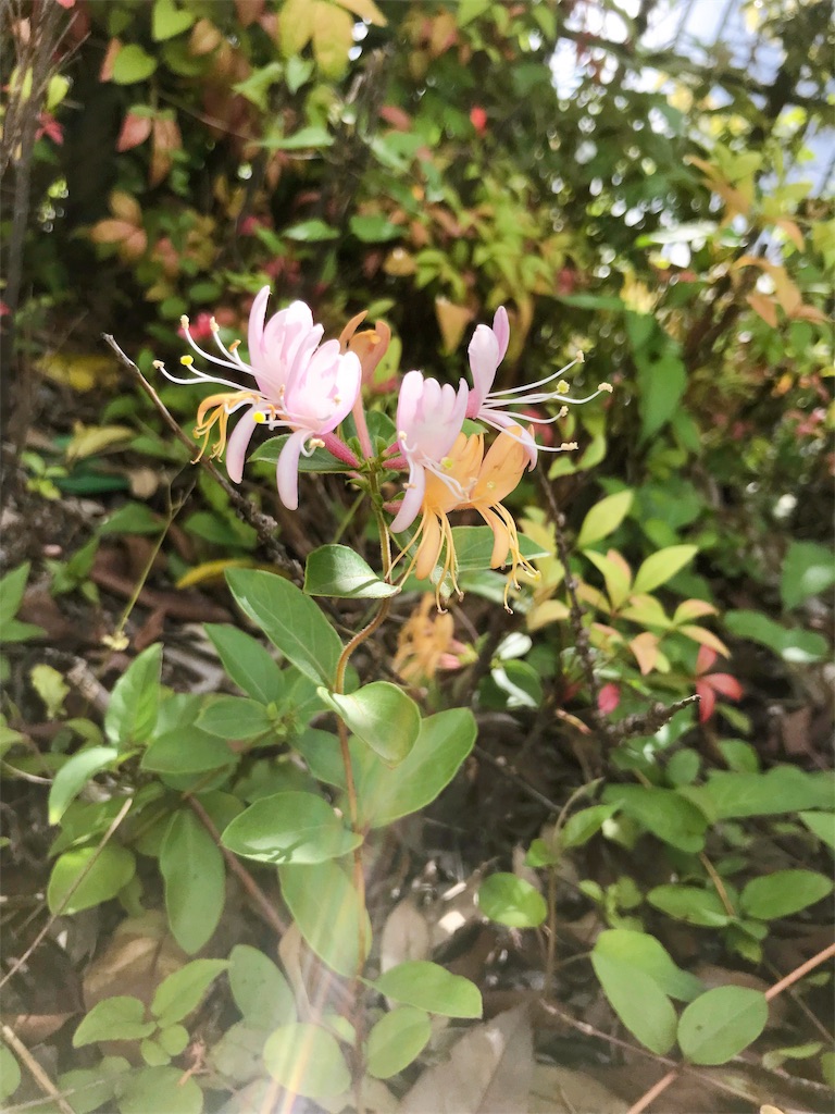 f:id:crow1213:20200520113407j:image f:id:crow1213:20200520113407j:image