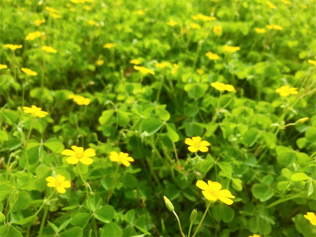 f:id:crow1213:20200525103512j:image f:id:crow1213:20200525103512j:image