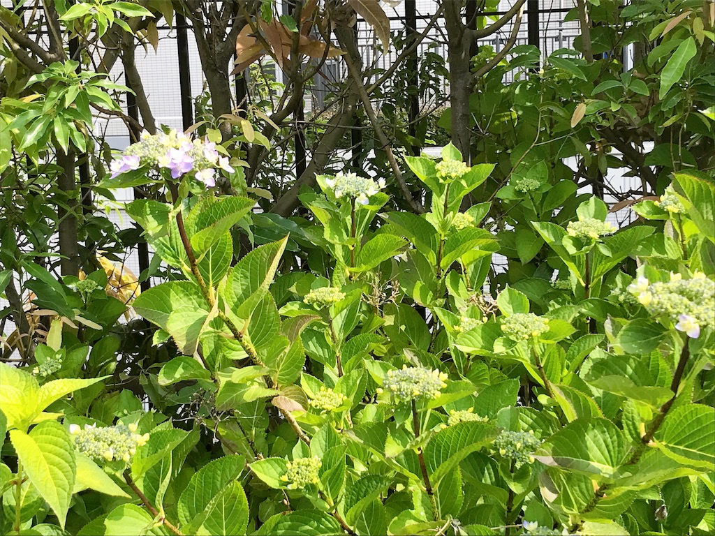 f:id:crow1213:20200525103515j:image f:id:crow1213:20200525103515j:image