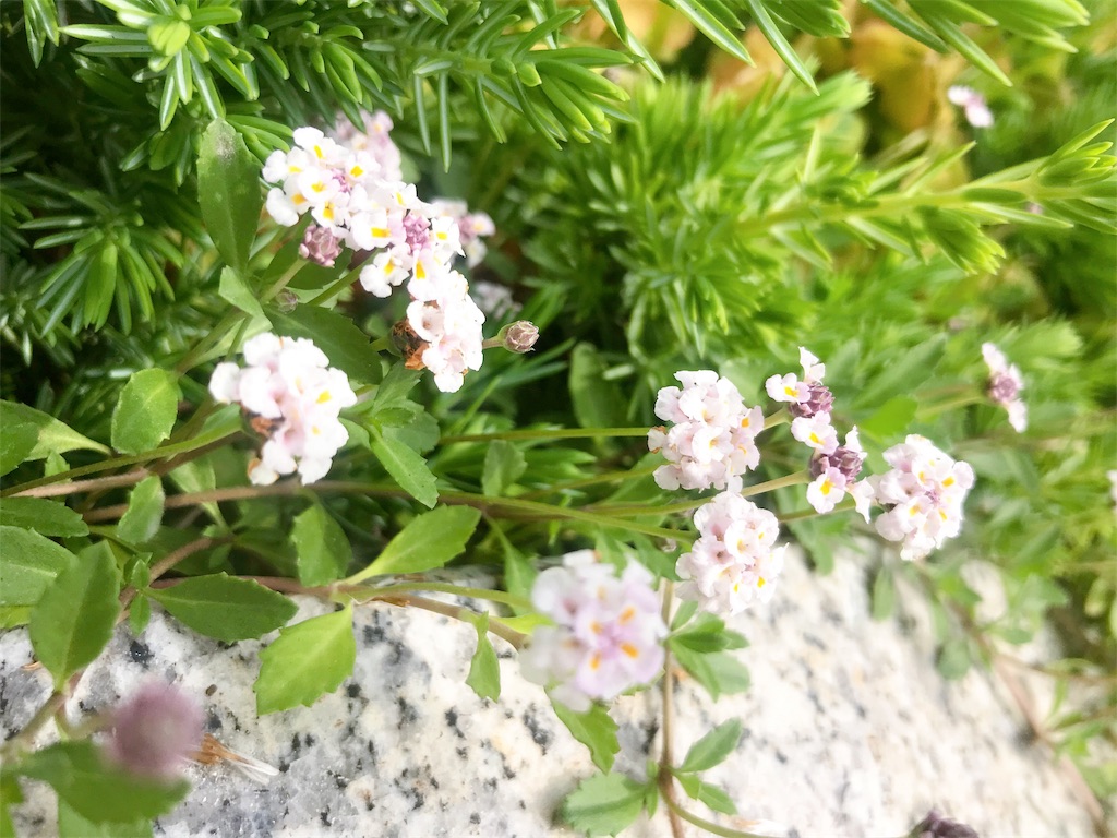 f:id:crow1213:20200525103518j:image f:id:crow1213:20200525103518j:image