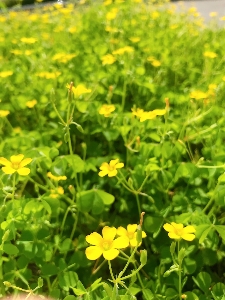 f:id:crow1213:20200529120024j:image