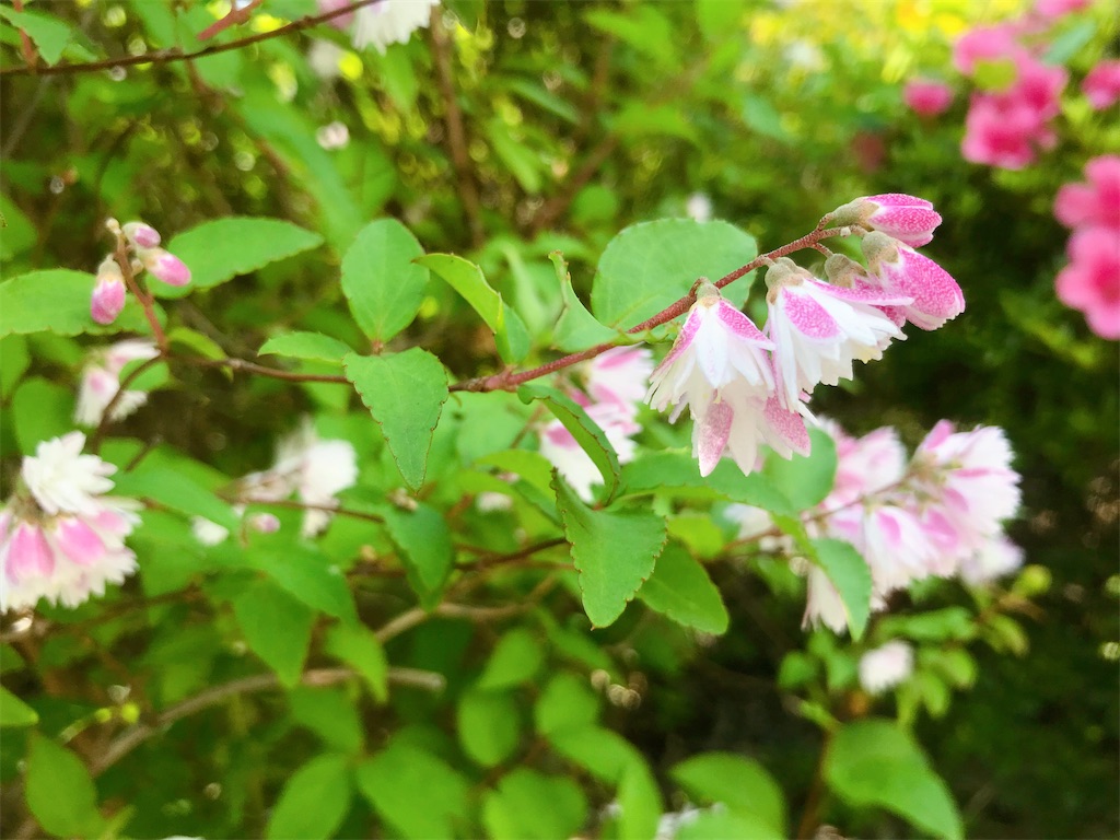 f:id:crow1213:20200529120039j:image