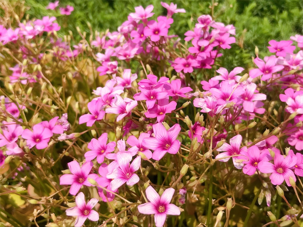 f:id:crow1213:20200529120047j:image