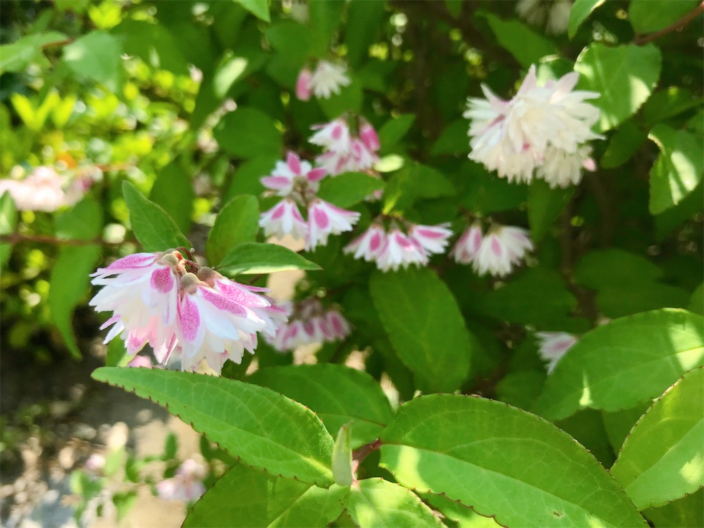 f:id:crow1213:20200529120050j:image