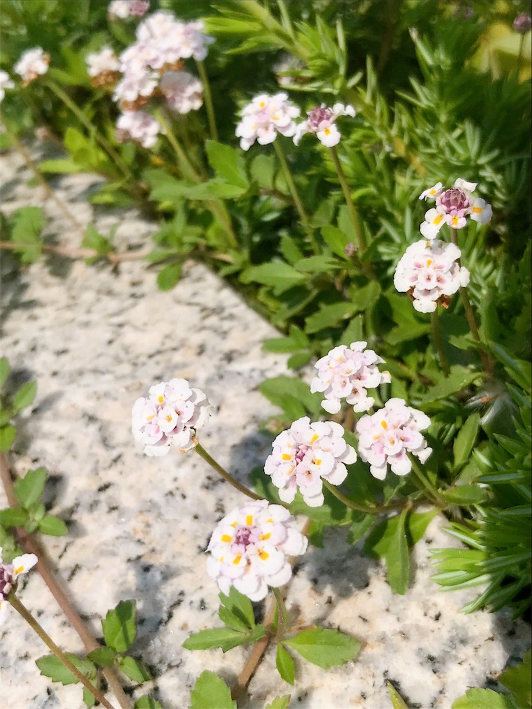 f:id:crow1213:20200529120106j:image