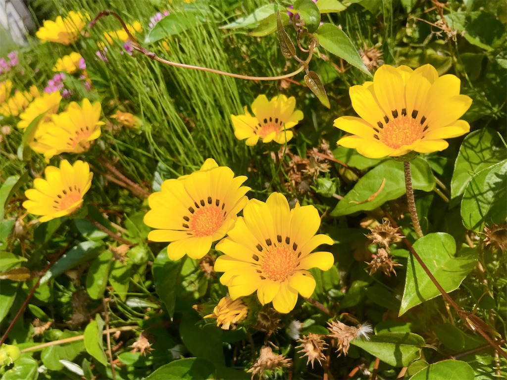 f:id:crow1213:20200529120110j:image